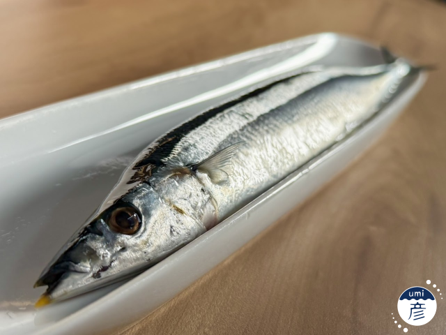 旬の秋刀魚がやってきた！鮮度抜群で刺身でも味わえます！
