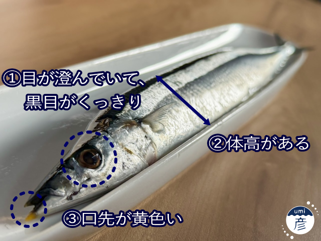 旬の秋刀魚がやってきた！鮮度抜群で刺身でも味わえます！