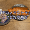 記事初登場！「チカメキントキ」ってどんな魚？