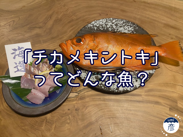 記事初登場！「チカメキントキ」ってどんな魚？