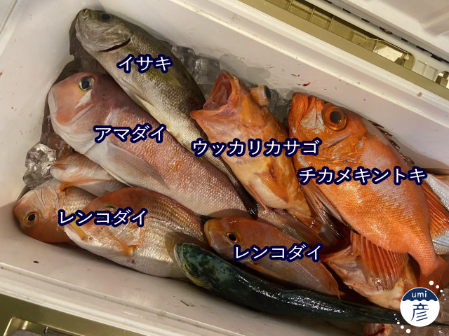 秋釣り、大漁！！！【2025年9月釣果①】