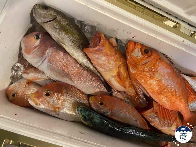 秋釣り、大漁！！！【2025年9月釣果①】