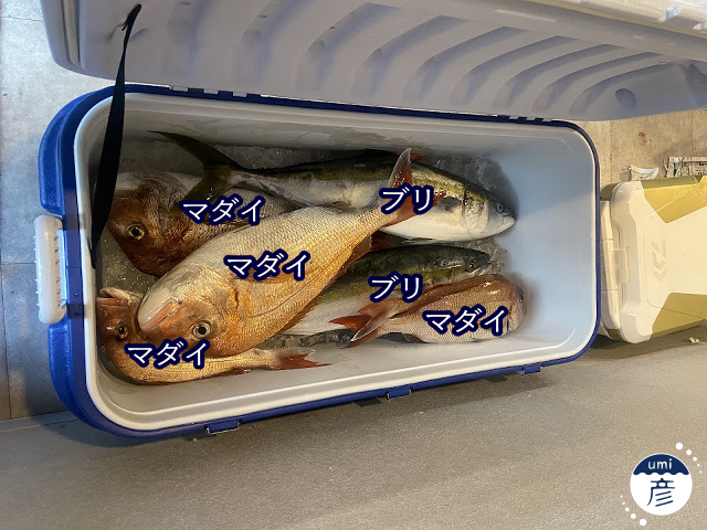 秋釣り、大漁！！！【2025年9月釣果①】