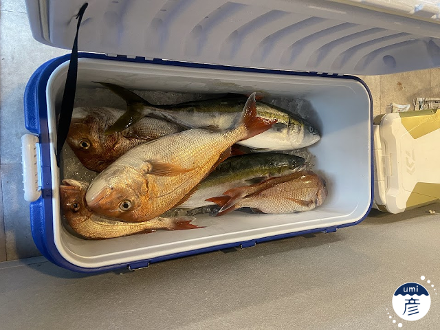 秋釣り、大漁！！！【2025年9月釣果①】