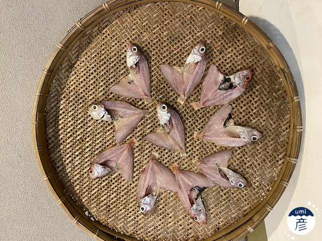 山陰の秋から冬の味覚！のどぐろの一夜干し！