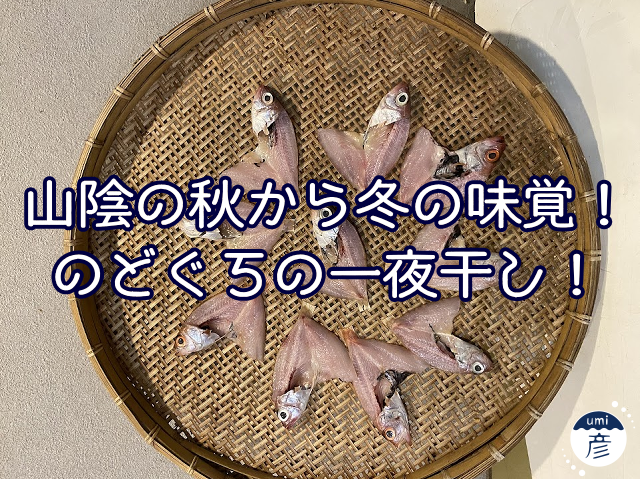 山陰の秋から冬の味覚！のどぐろの一夜干し！