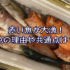 赤い魚が大漁！色の理由や共通点は？【2025年9月釣果より】