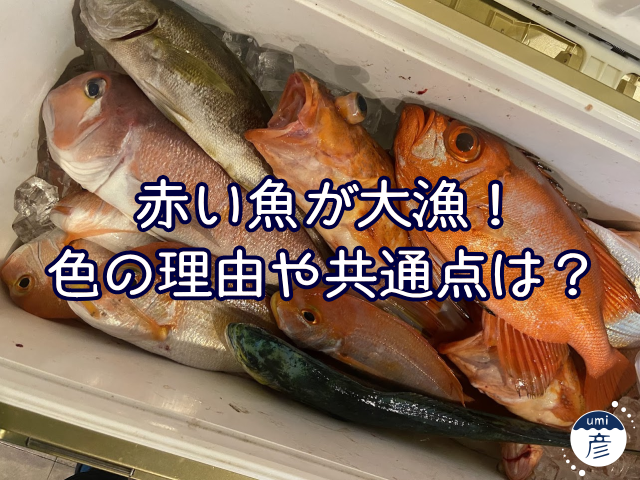 赤い魚が大漁！色の理由や共通点は？【2025年9月釣果より】