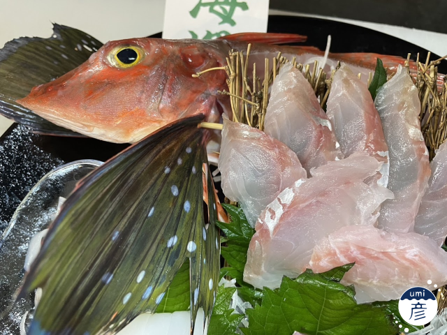 根魚ってなんだろう？煮付けにすると美味しい魚の正体に迫る！