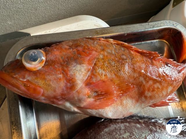 根魚ってなんだろう？煮付けにすると美味しい魚の正体に迫る！