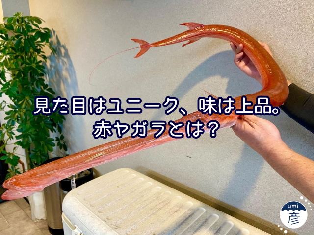 見た目はユニーク、味は上品。赤ヤガラとは？