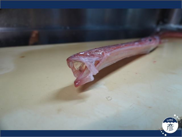 見た目はユニーク、味は上品。赤ヤガラとは？