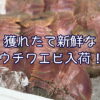 獲れたて新鮮なウチワエビ入荷！