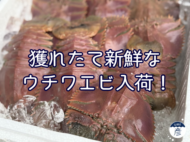 獲れたて新鮮なウチワエビ入荷！
