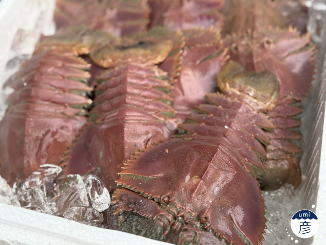 獲れたて新鮮なウチワエビ入荷！