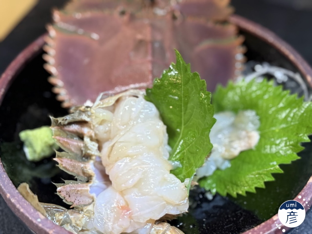 獲れたて新鮮なウチワエビ入荷！