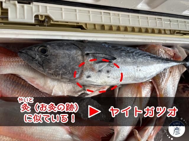 記事初登場！？ヤイトガツオとは？