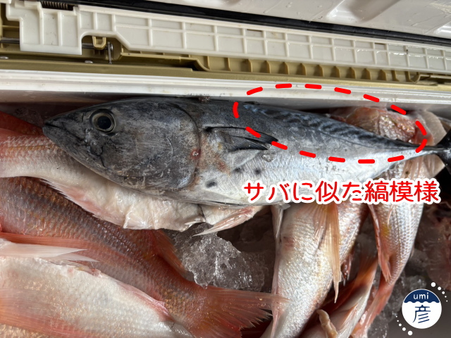 記事初登場！？ヤイトガツオとは？