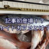 記事初登場！？ヤイトガツオとは？