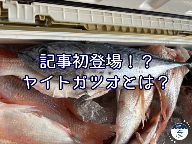 記事初登場！？ヤイトガツオとは？