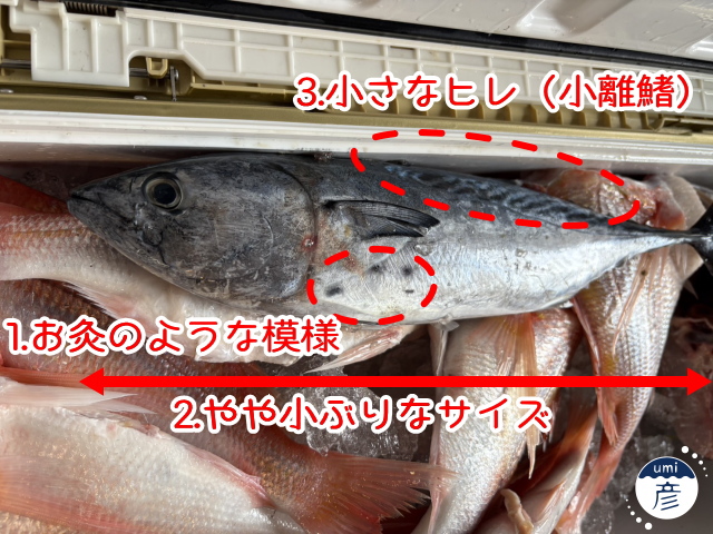 記事初登場！？ヤイトガツオとは？