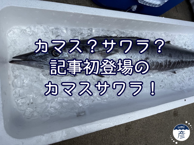 カマス？サワラ？記事初登場のカマスサワラ！