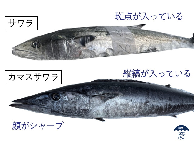 カマス？サワラ？記事初登場のカマスサワラ！