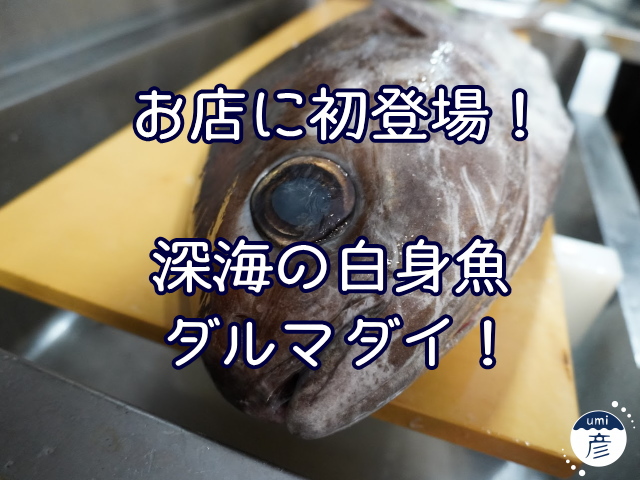 お店に初登場！深海の白身魚、ダルマダイ！（メダイ）