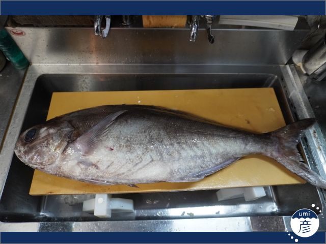 お店に初登場！深海の白身魚、ダルマダイ！（メダイ）
