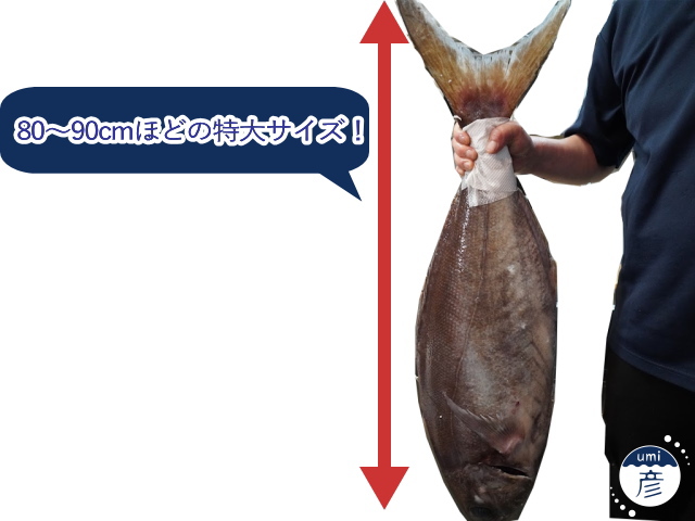 お店に初登場！深海の白身魚、ダルマダイ！（メダイ）