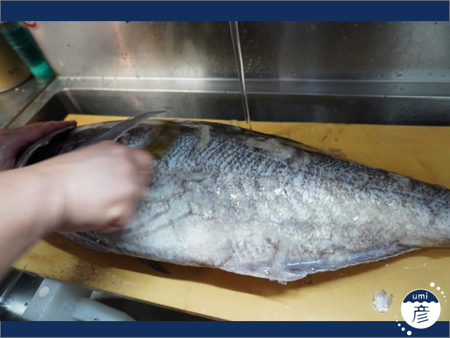 お店に初登場！深海の白身魚、ダルマダイ！（メダイ）