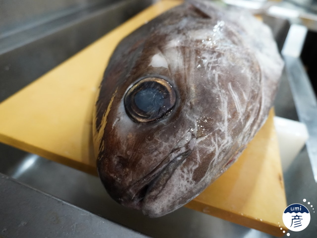 お店に初登場！深海の白身魚、ダルマダイ！（メダイ）