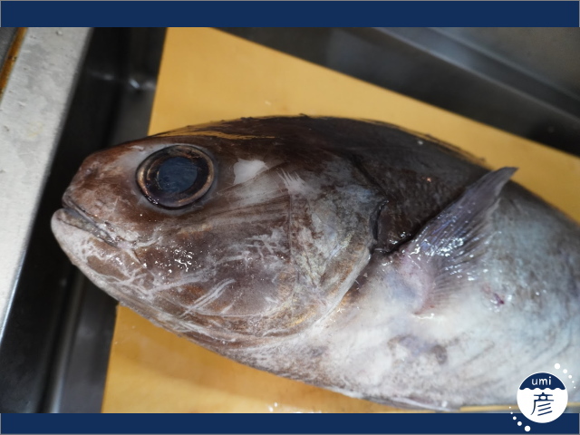 お店に初登場！深海の白身魚、ダルマダイ！（メダイ）