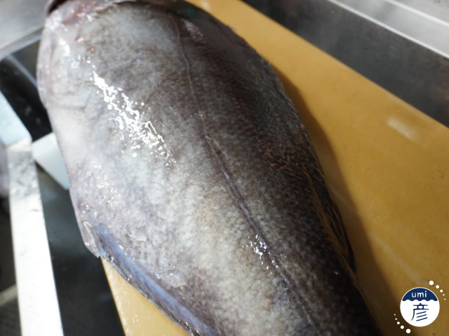 お店に初登場！深海の白身魚、ダルマダイ！（メダイ）