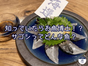 知っていたらお魚博士！？サゴシってどんな魚？