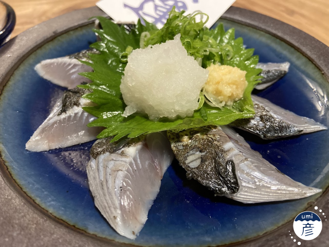 知っていたらお魚博士!?サゴシってどんな魚?