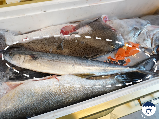 知っていたらお魚博士!?サゴシってどんな魚?