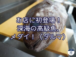 お店に初登場！深海の高級魚、メダイ！（ダルマ）