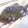 全長80cm！7.5kgの特大ヒラメが登場！