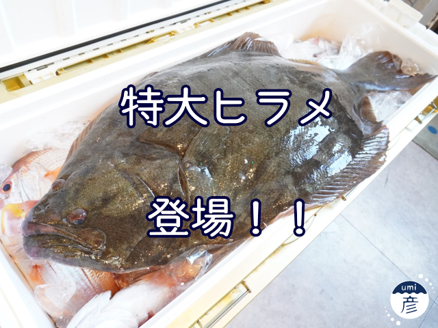 全長80cm！7.5kgの特大ヒラメが登場！