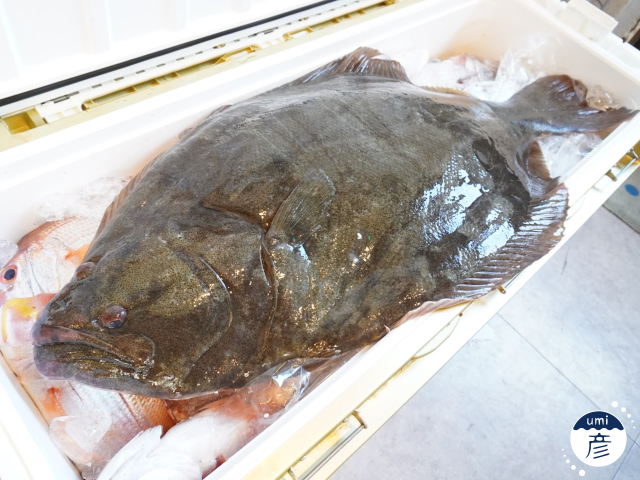 全長80cm！7.5kgの特大ヒラメが入荷しました！