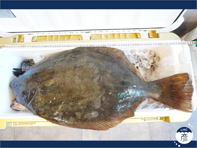全長80cm！7.5kgの特大ヒラメが入荷しました！