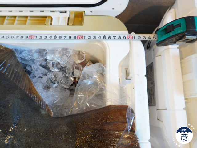 全長80cm！7.5kgの特大ヒラメが入荷しました！