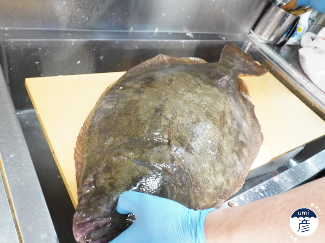 全長80cm！7.5kgの特大ヒラメが登場しました！