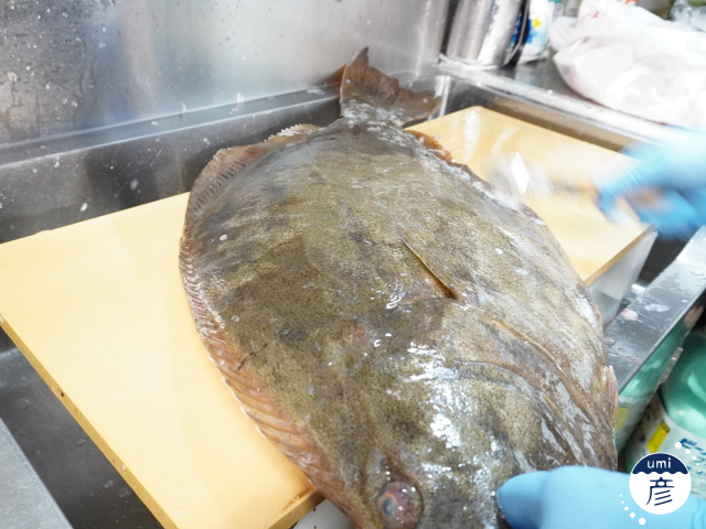 全長80cm！7.5kgの特大ヒラメが登場しました！