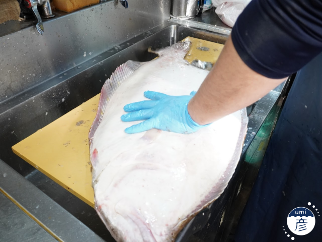 全長80cm！7.5kgの特大ヒラメが登場しました！