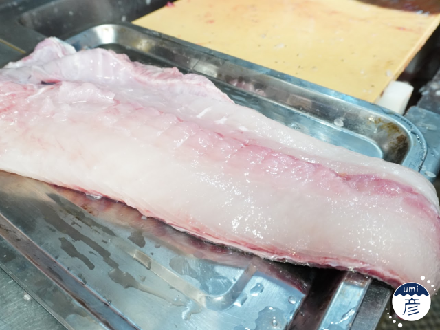 全長80cm！7.5kgの特大ヒラメが入荷しました！