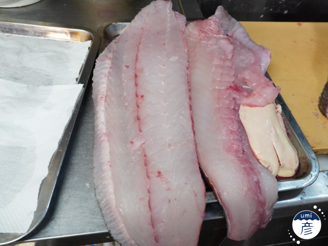 全長80cm！7.5kgの特大ヒラメが登場しました！