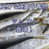 細身で綺麗な青物「ツムブリ」登場！