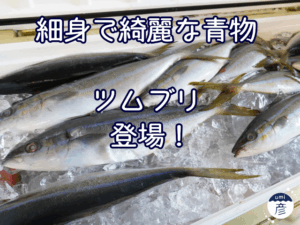 細身で綺麗な青物「ツムブリ」登場！